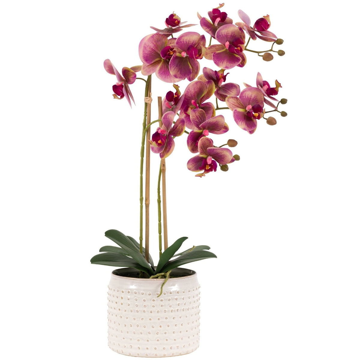 Orchid in Pink Ceramic Dot Pot in Pink