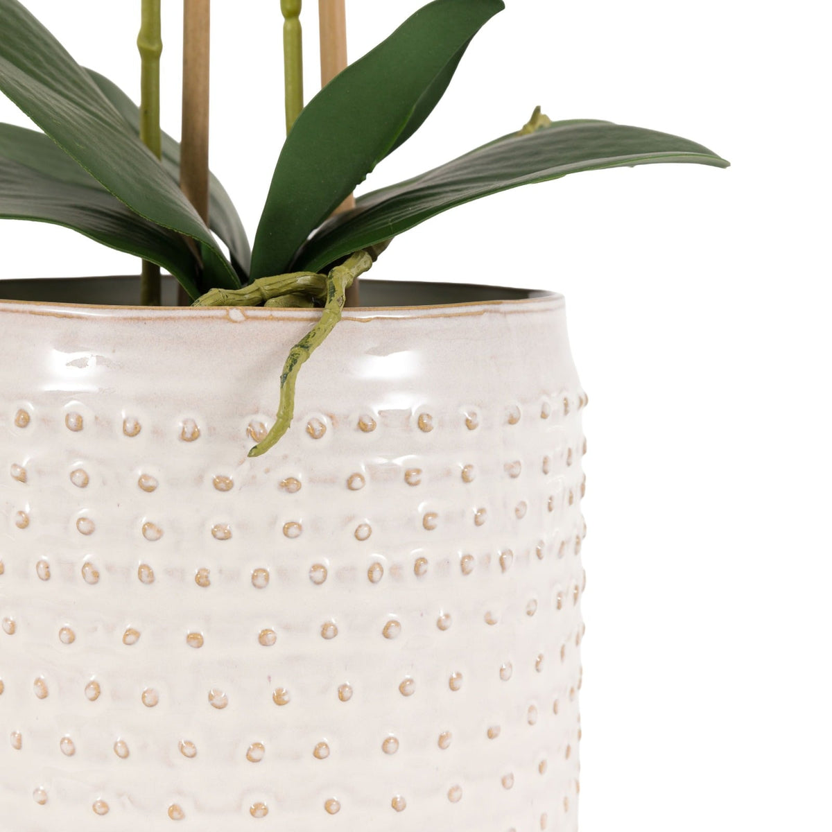 Orchid in Pink Ceramic Dot Pot in Pink