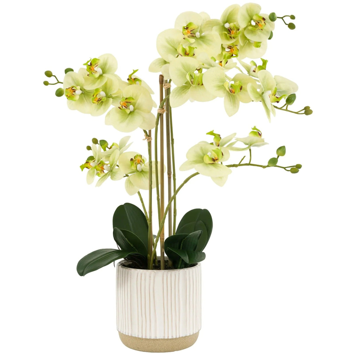 Orchid in White Ribbed Ceramic Pot