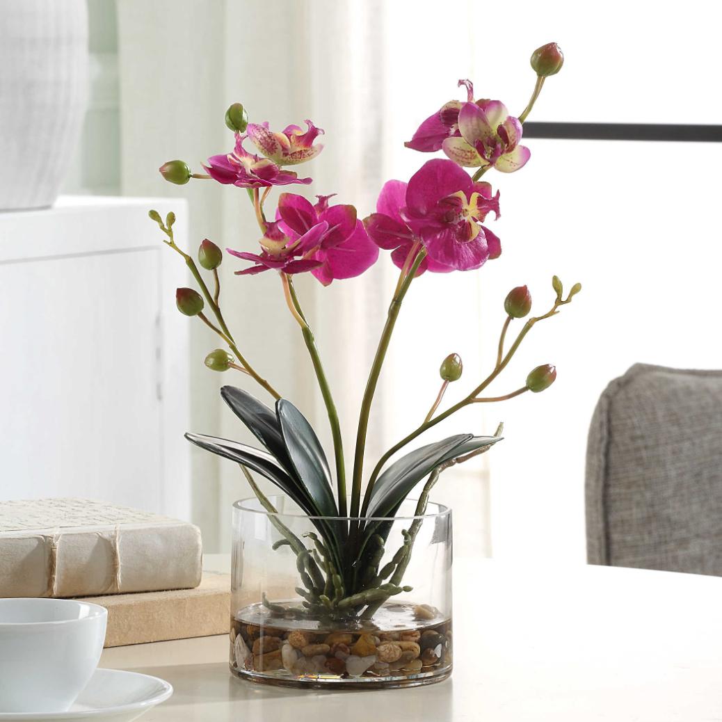 Glory Fuchsia Orchid