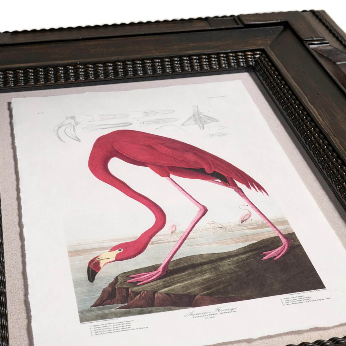 Audubon Birds Framed Prints - Set of 6
