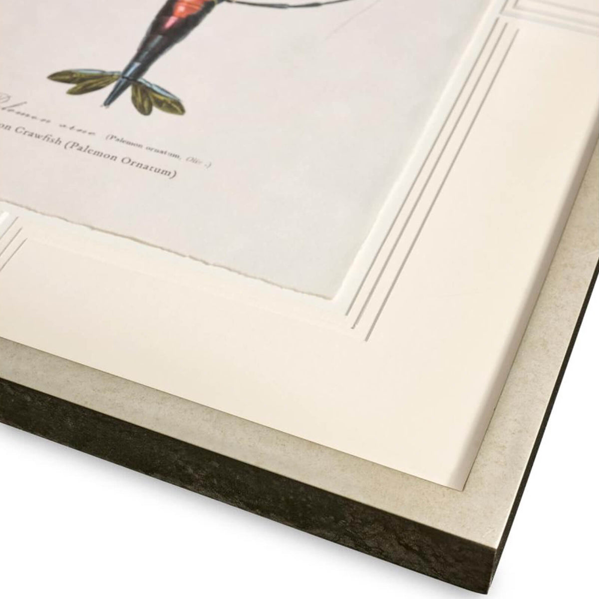 Vintage Marine Animals Framed Prints - Set of 4