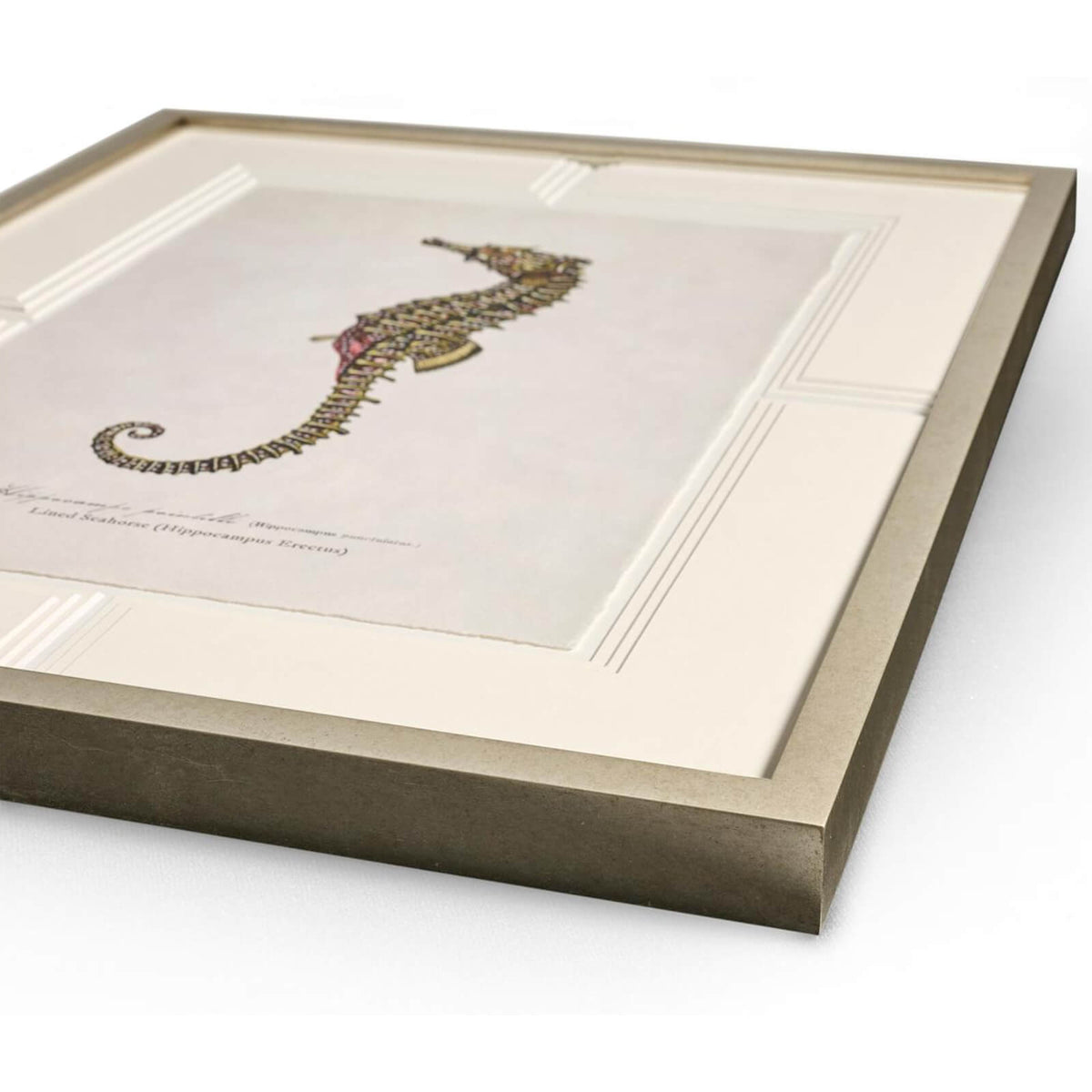 Vintage Marine Animals Framed Prints - Set of 4