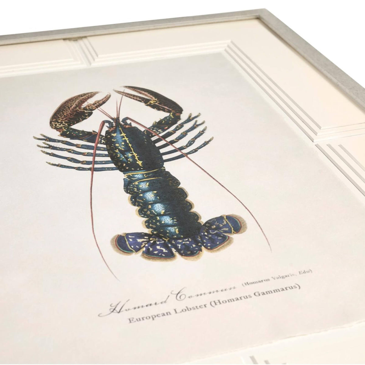 Vintage Marine Animals Framed Prints - Set of 4