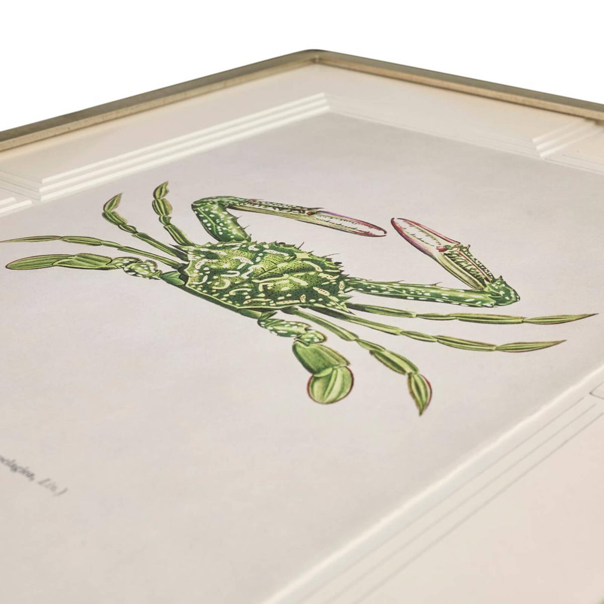 Vintage Marine Animals Framed Prints - Set of 4