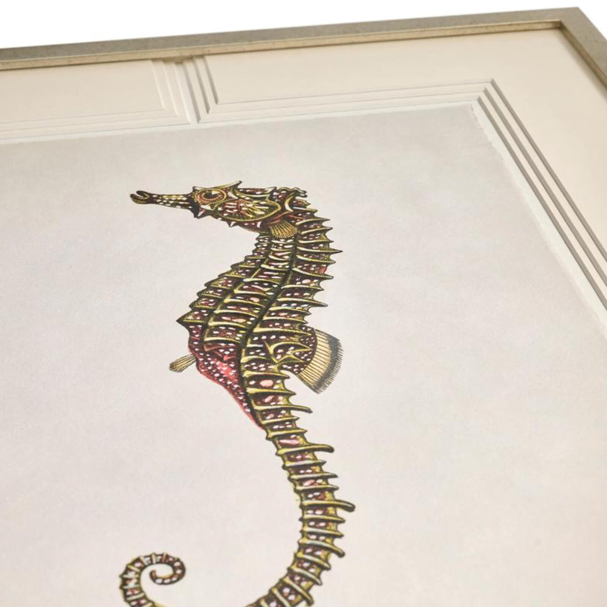 Vintage Marine Animals Framed Prints - Set of 4