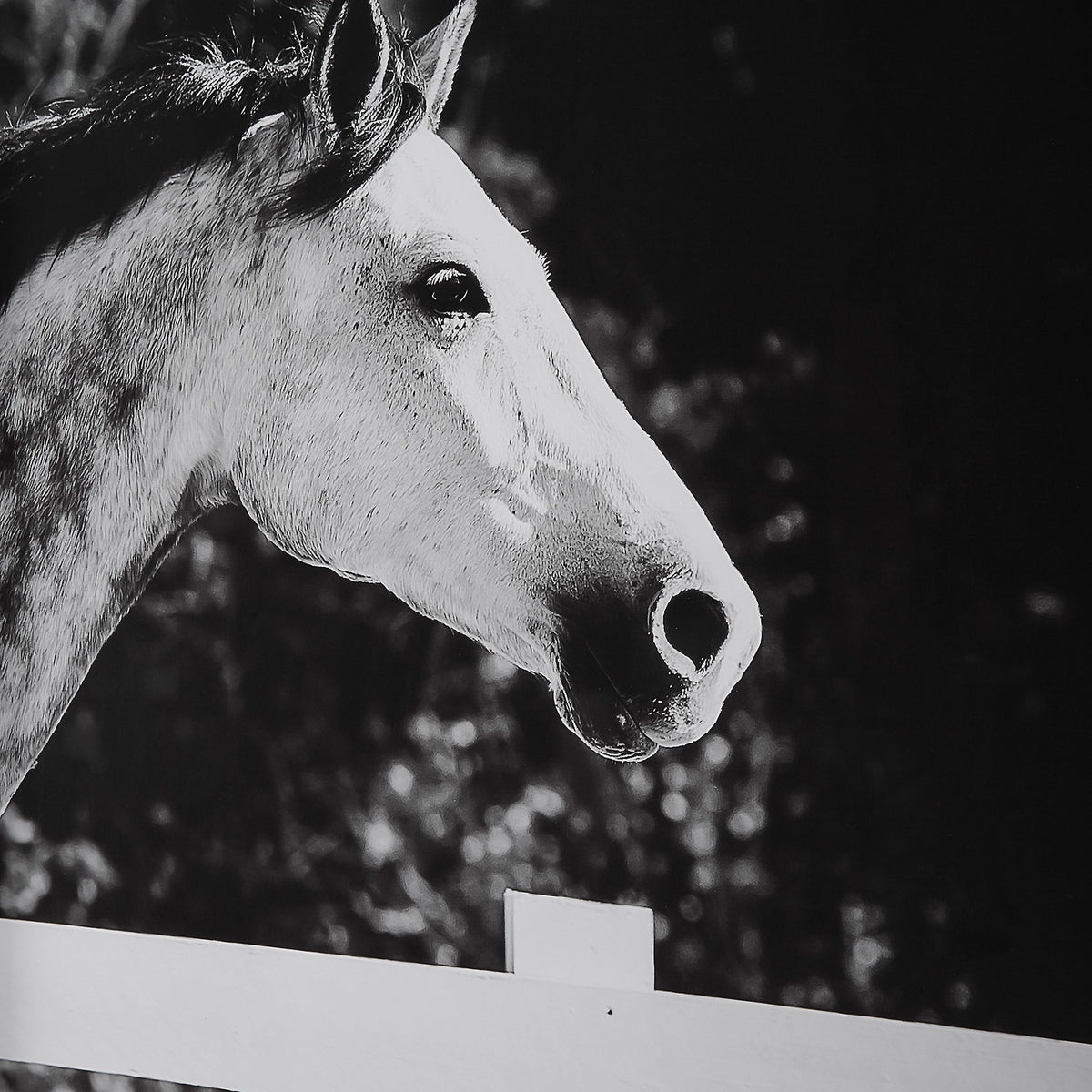 Galloping Forward Equine Prints - Set of 3