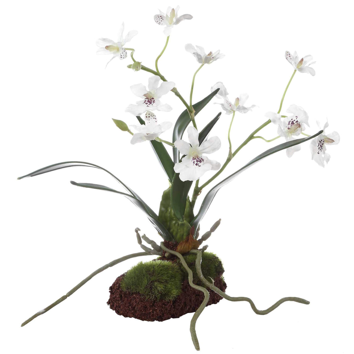 Clovis Orchid Drop-In
