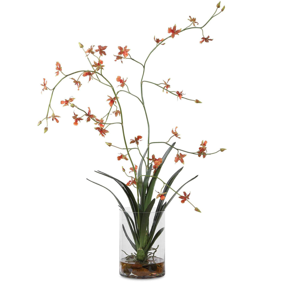 Dancing Orchid In Glass Vase