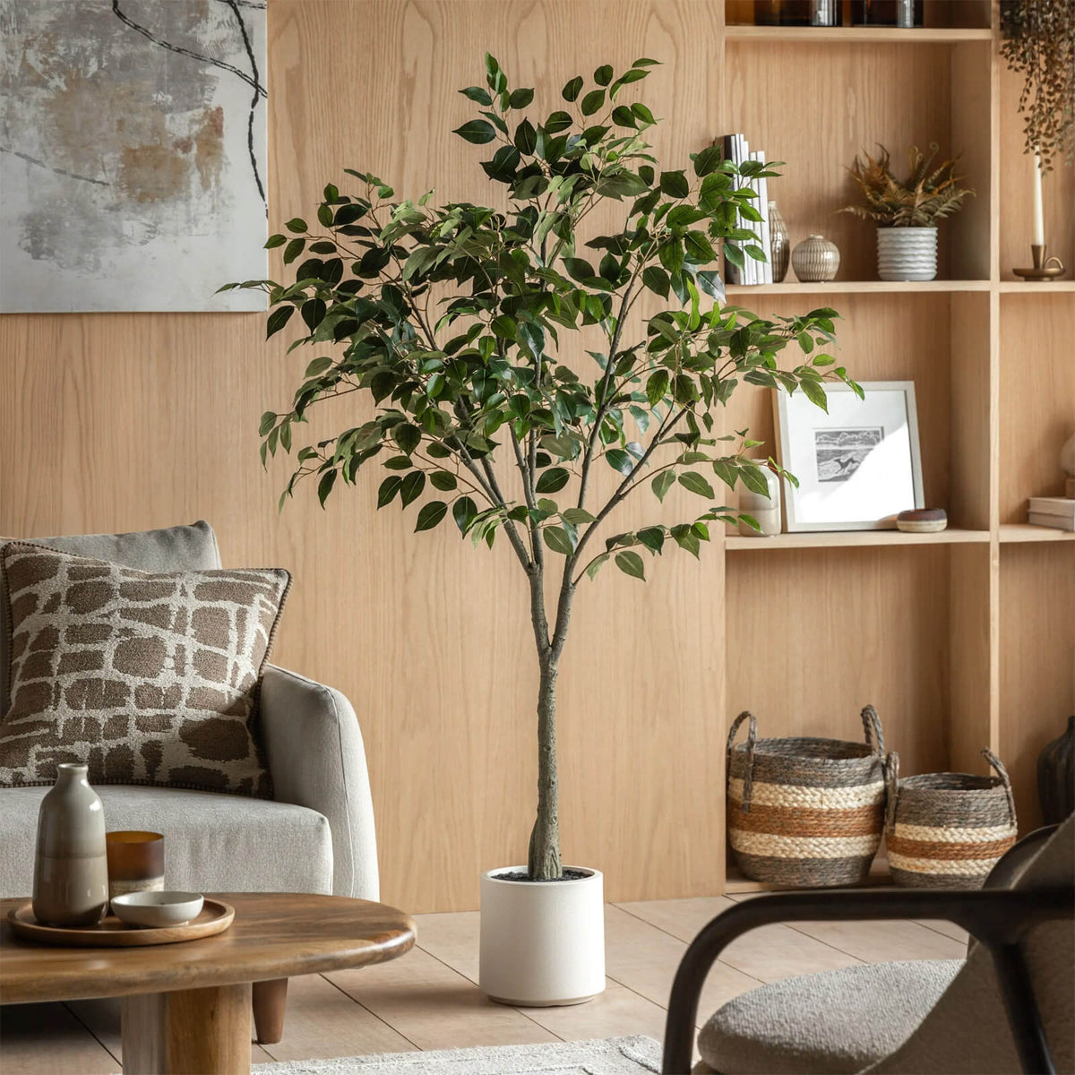 Ficus Tree