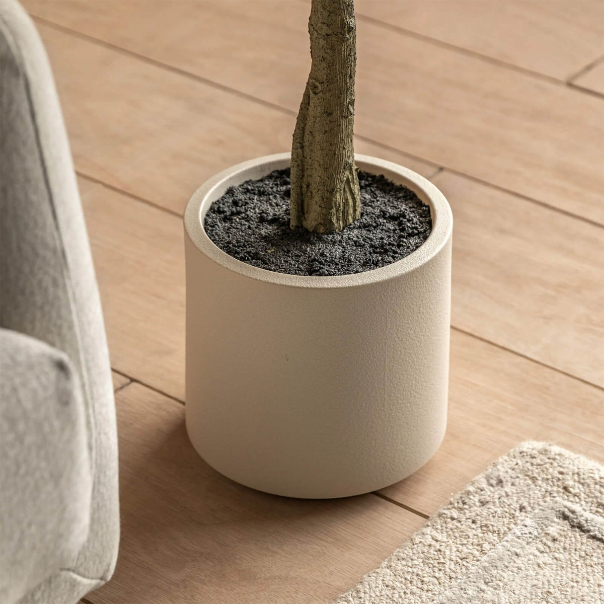 Ficus Tree
