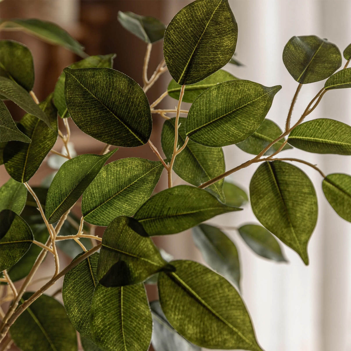 Ficus Tree