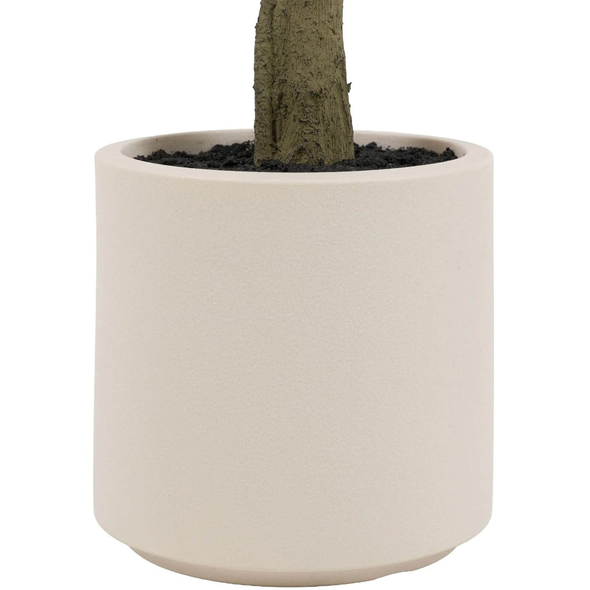 Ficus Tree