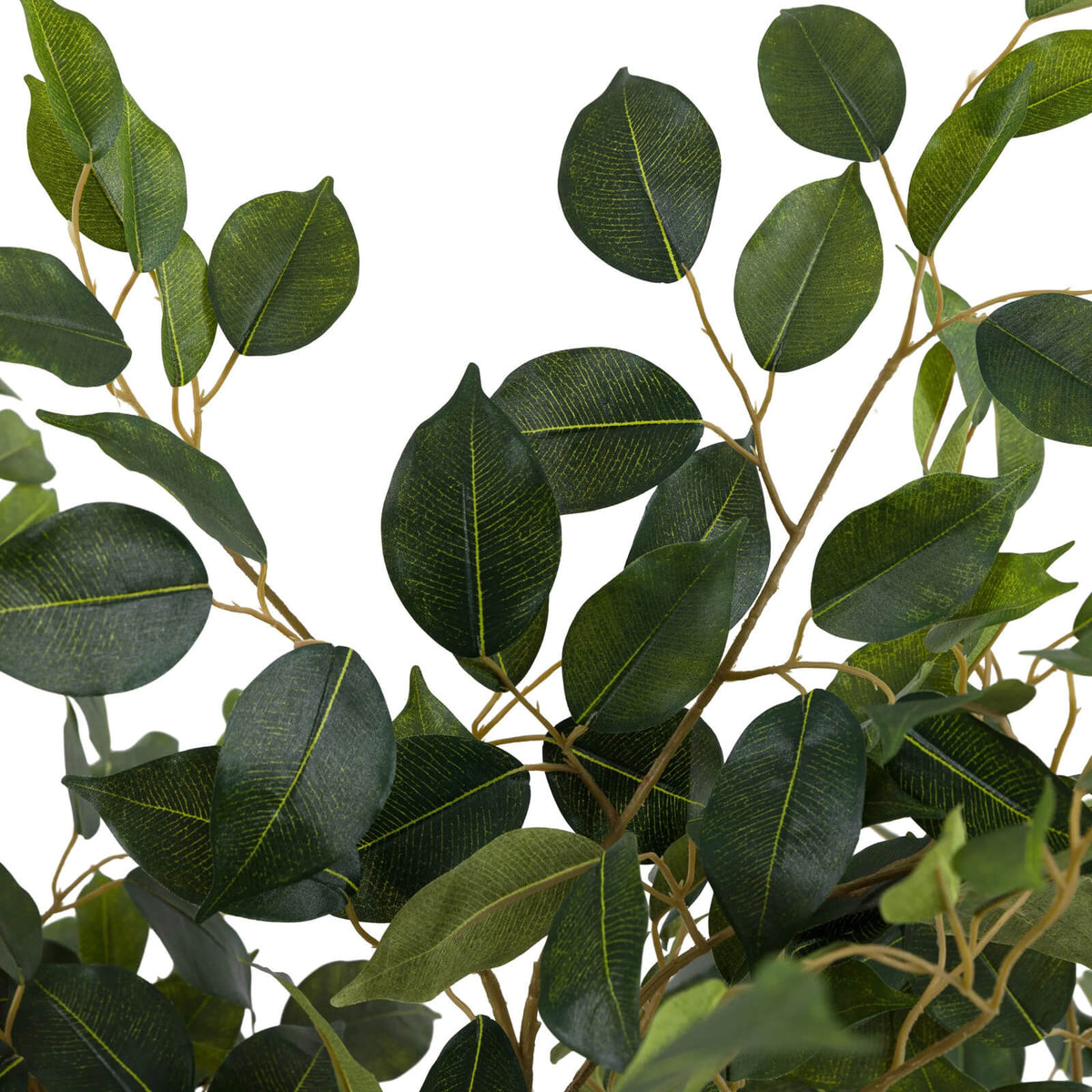Ficus Tree