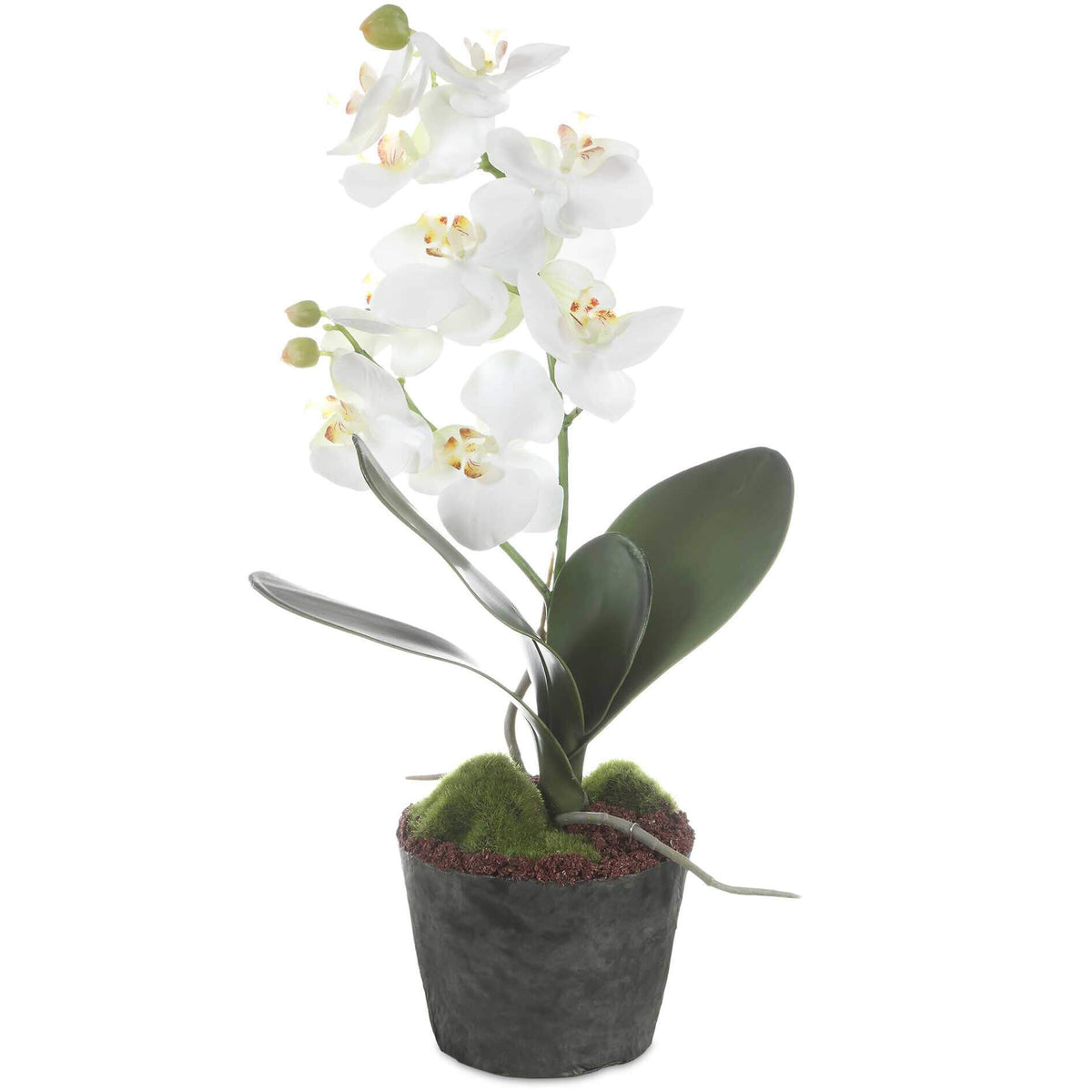 Laris Orchid Drop-In