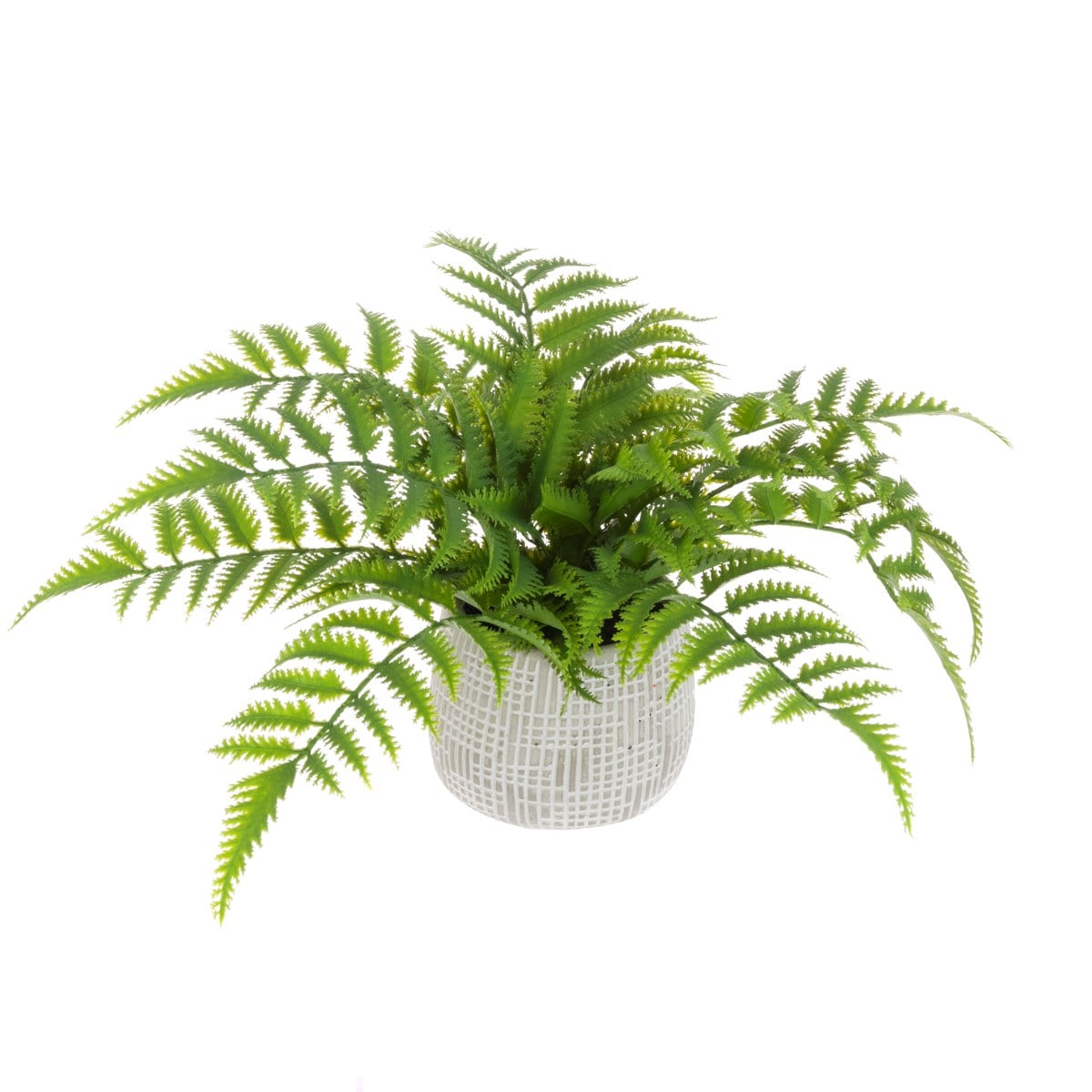 Fern in Ceramic Pot Green/White H.33cm