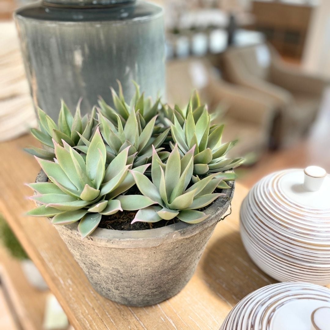 Sempervivum Succulent in Rustic Grey Pot