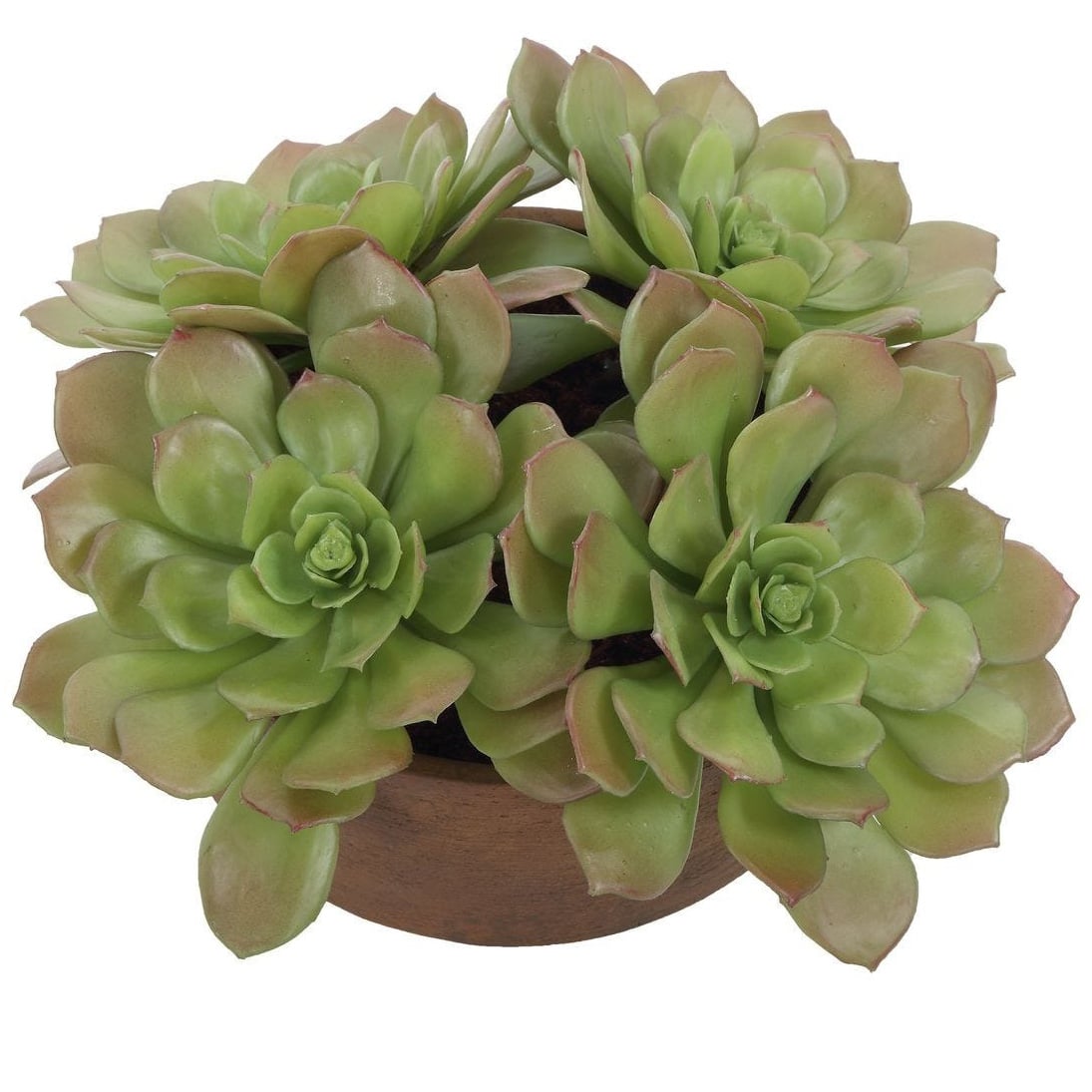 Sable Succulent Accent In Pot