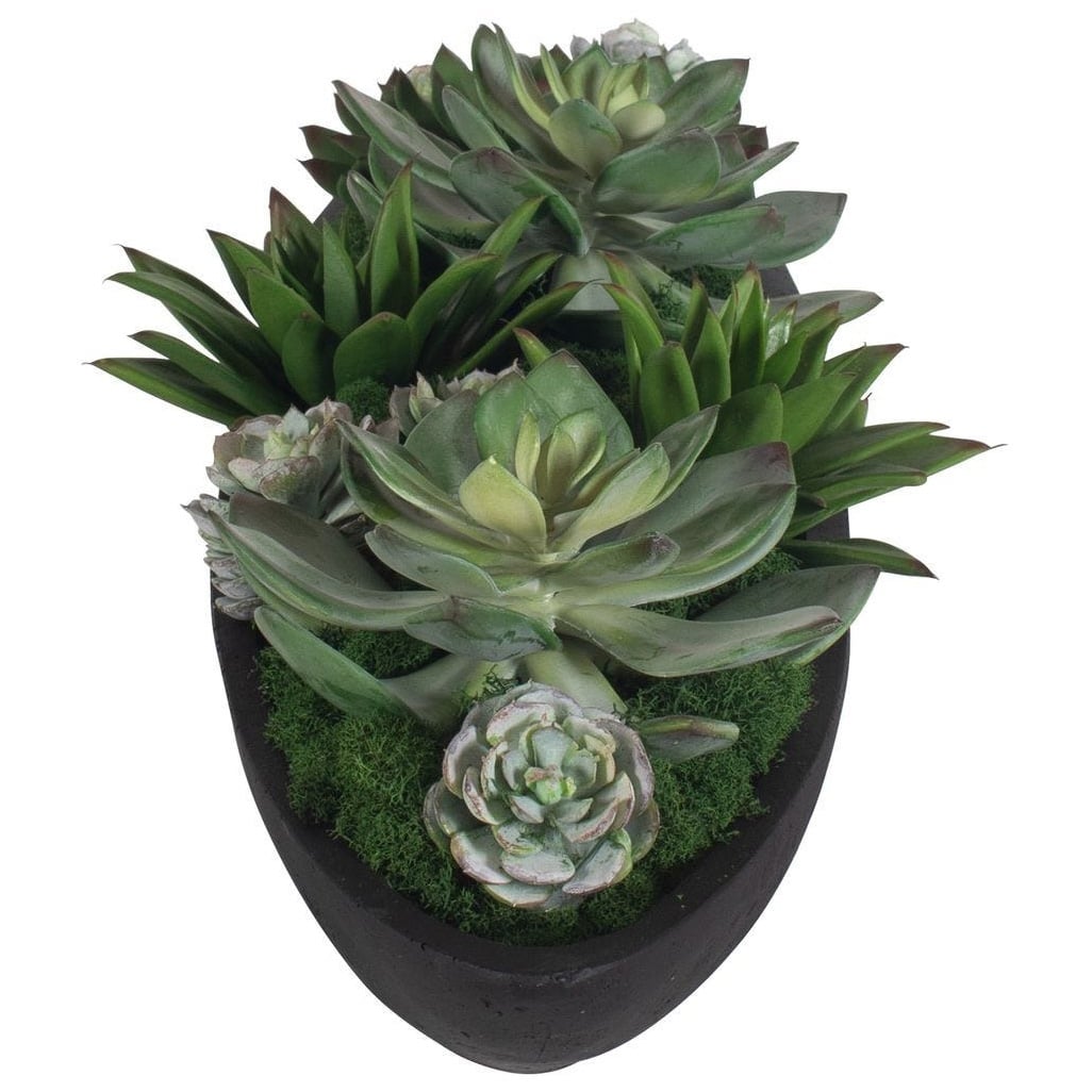 Verde Succulent Centerpiece In Bowl