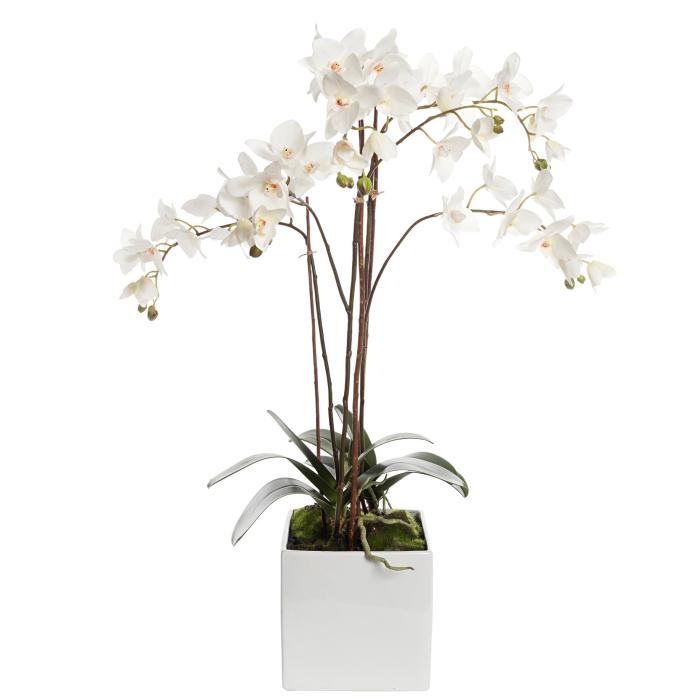 White Artificial Phalaenopsis Cube With Moss Height 82cm | Pavilion ...