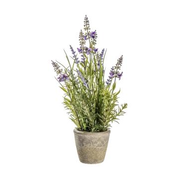 Lavender Classic in Cement Pot H.56cm