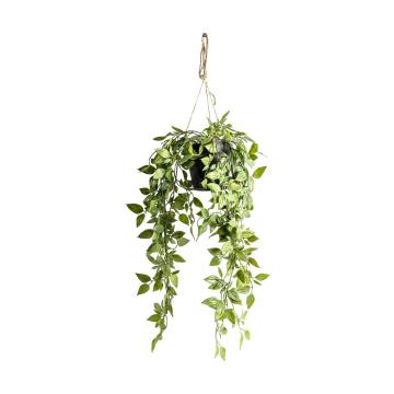 Hanging Scindapsus in Pot H.48cm