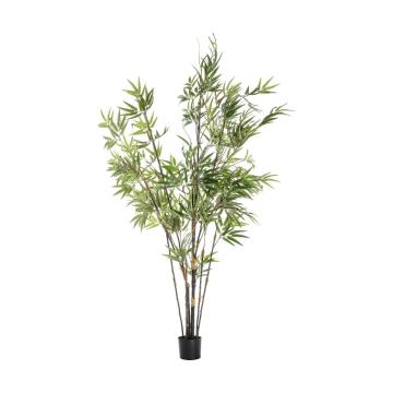 Bamboo in Pot H.152cm