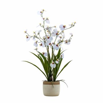 Potted Oncidium Orchid White