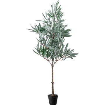 Eucalyptus Tree Dusky Green Small