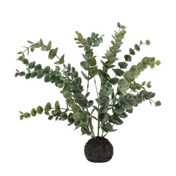 Eucalyptus in Soil Grey Green Large