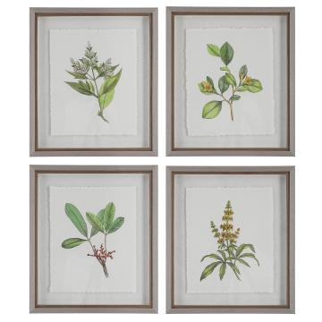  Wildflower Study Framed Prints, S/4