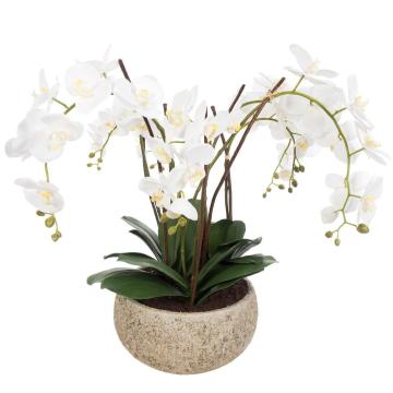 Artificial Phalaenopsis in Clay Pot White H.75cm