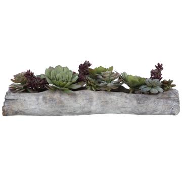  Charita Lush Succulents